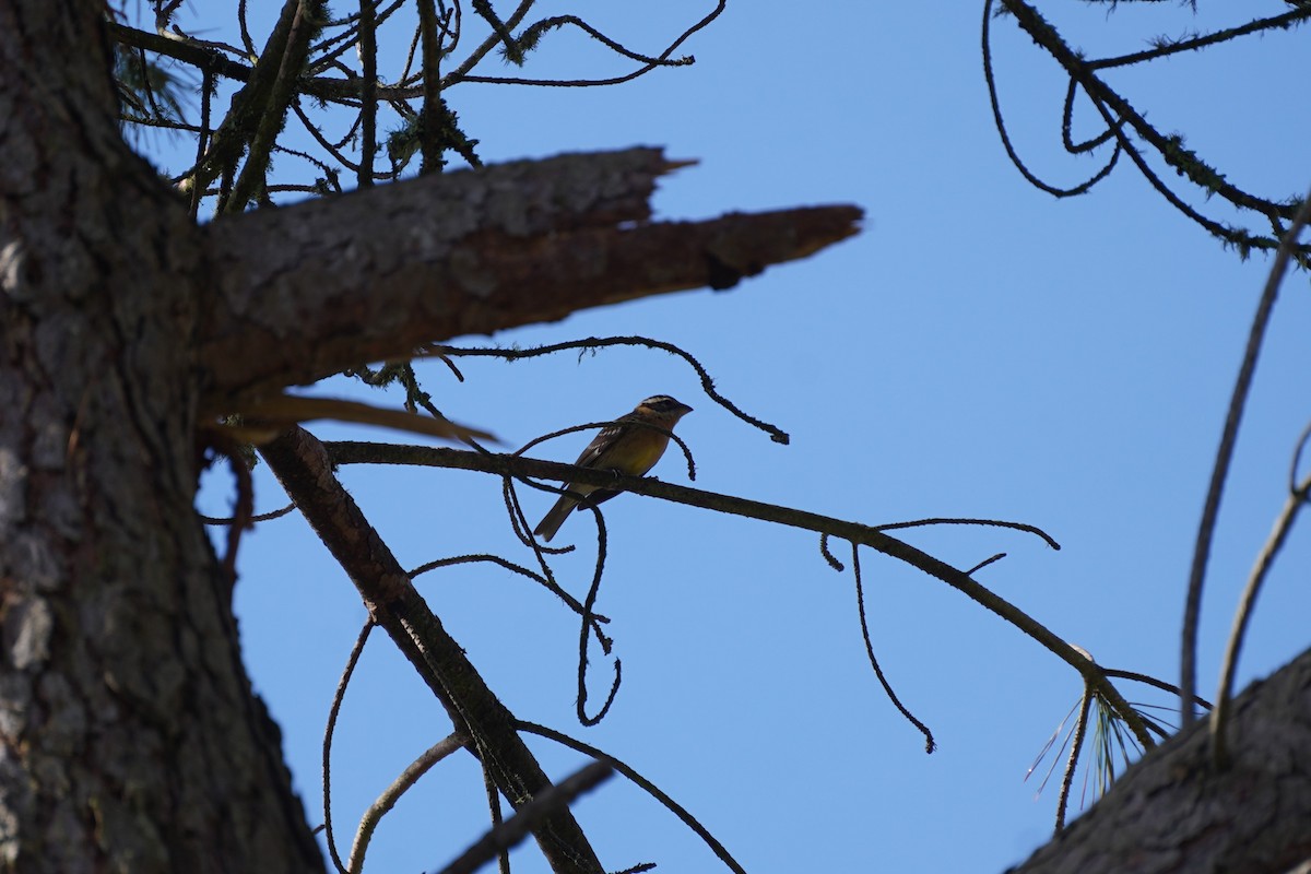 Black-headed Grosbeak - Amber Zertuche