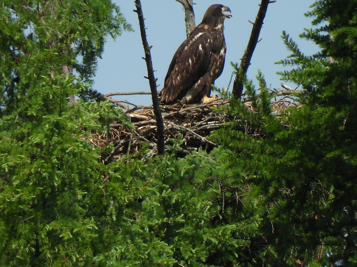 Bald Eagle - Irene Cody