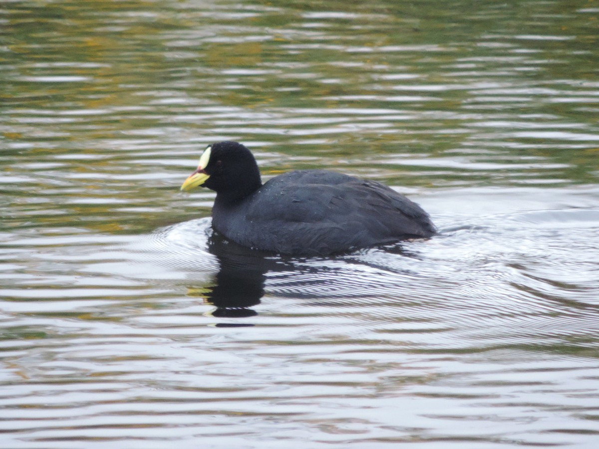 Red-gartered Coot - Nazareno Yunes Del Carlo