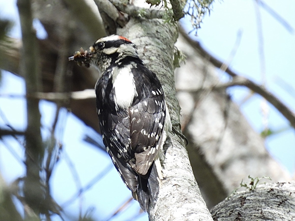 Downy Woodpecker - ML619554356