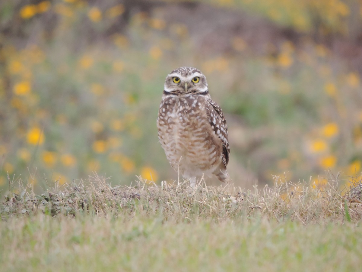 Burrowing Owl - Nazareno Yunes Del Carlo
