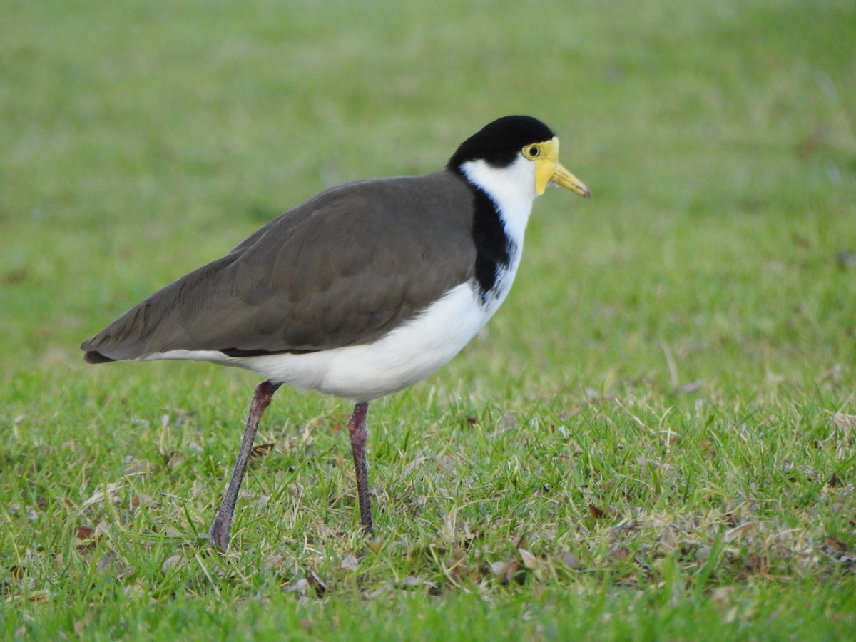 Masked Lapwing - DS Ridley