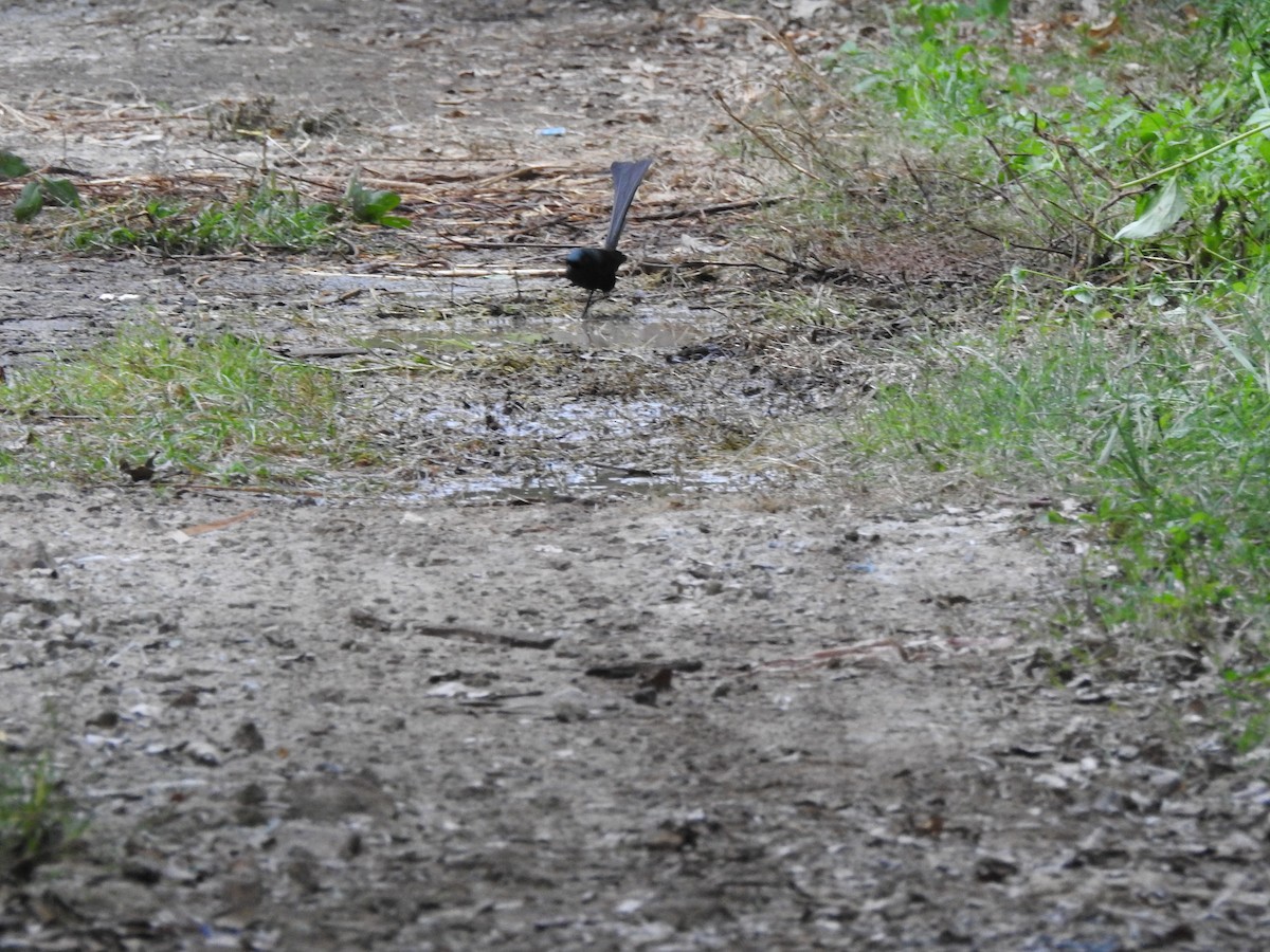 Racket-tailed Treepie - ML619554360