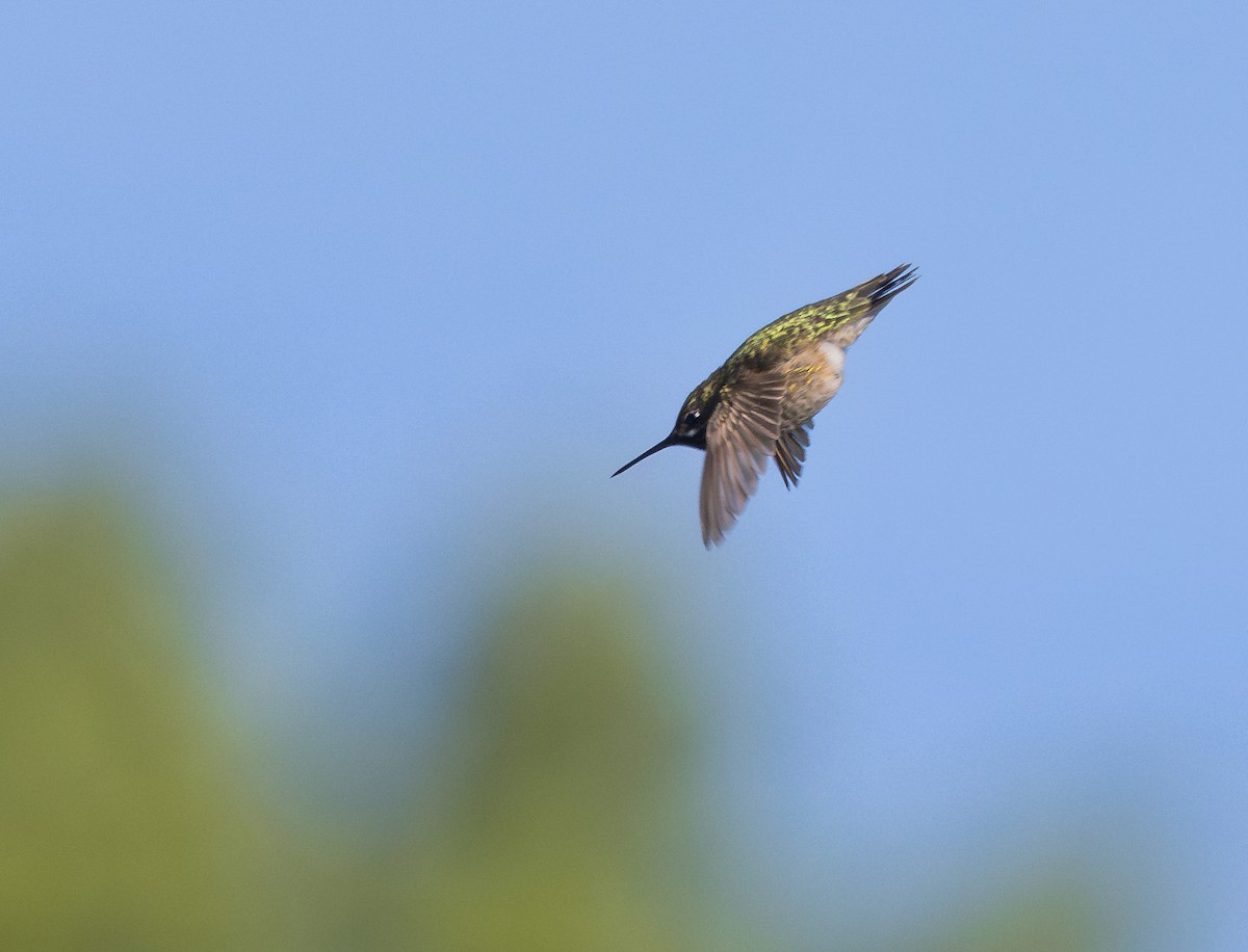 Calliope Hummingbird - Ken Pitts
