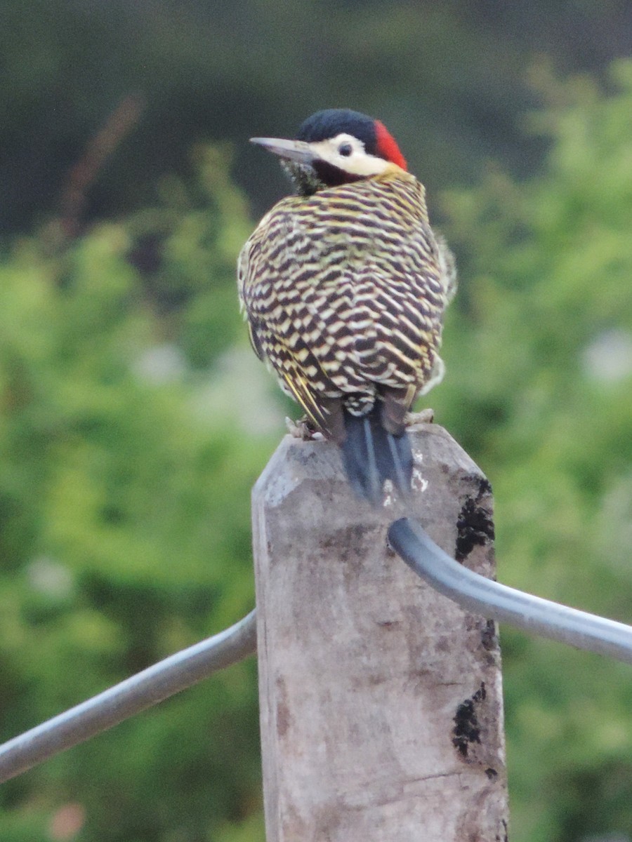 Green-barred Woodpecker - Nazareno Yunes Del Carlo