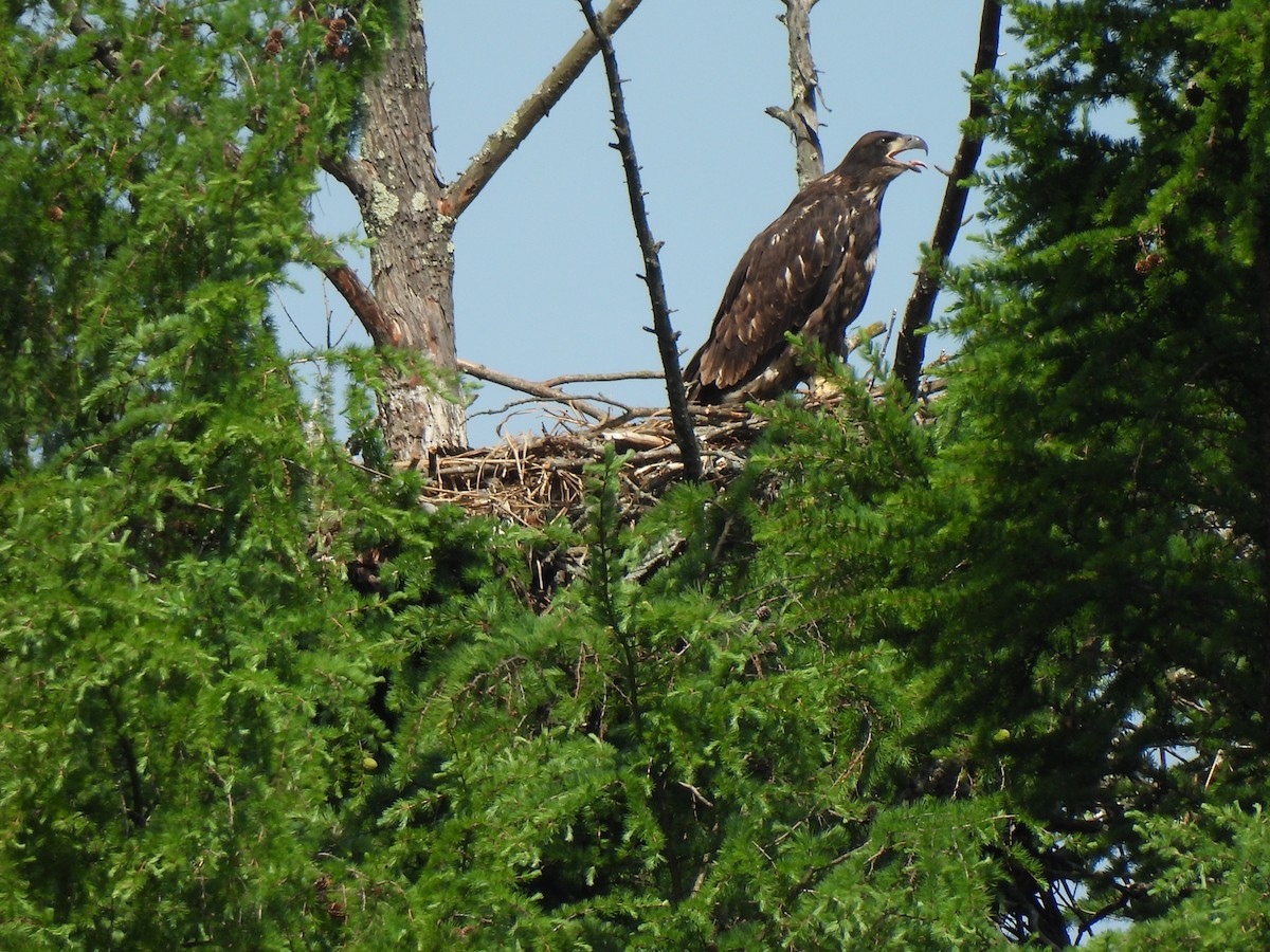 Bald Eagle - Irene Cody