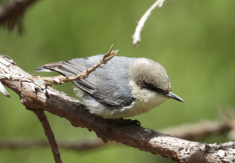 Pygmy Nuthatch - Patti Northam