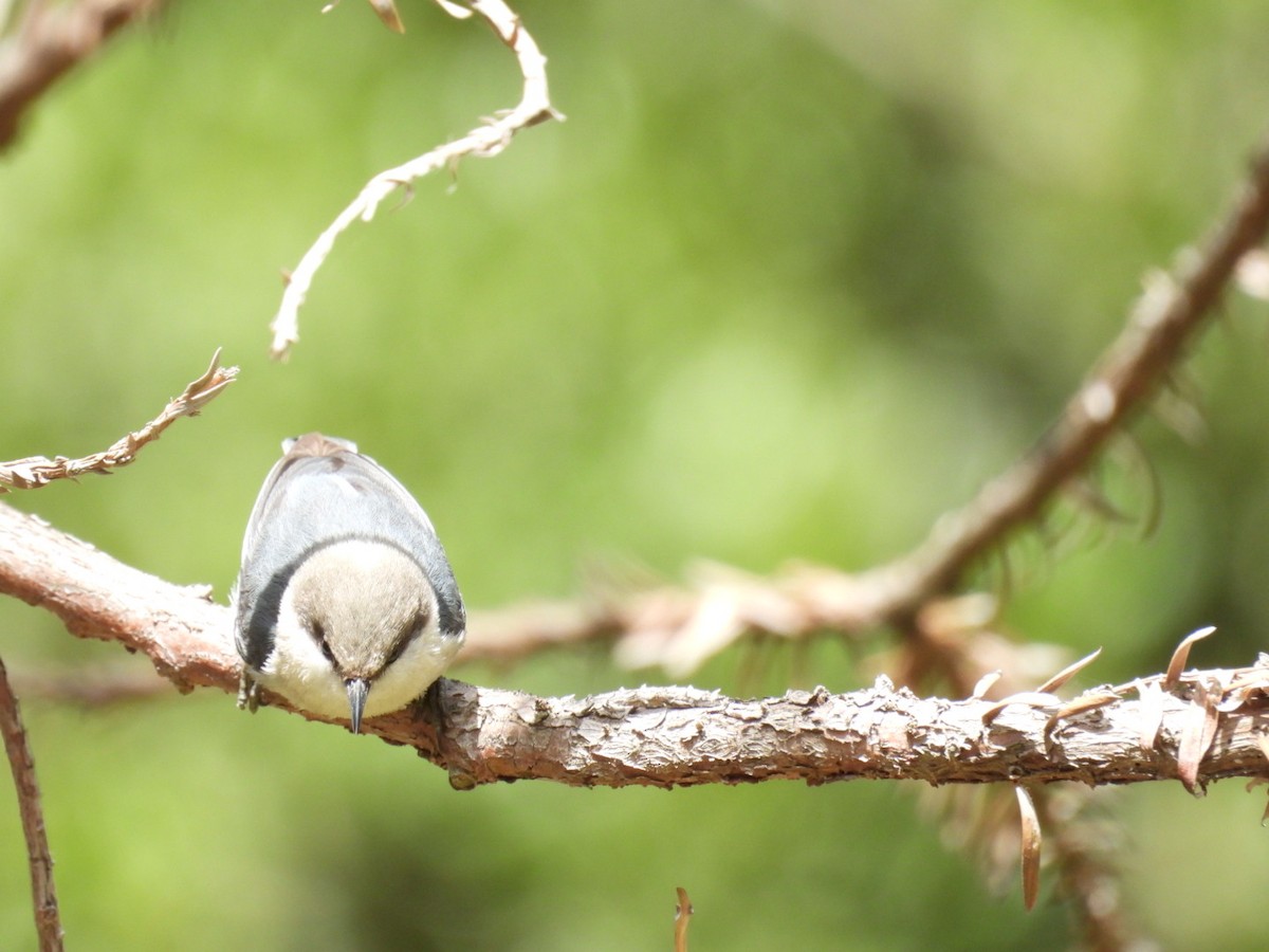 Pygmy Nuthatch - ML619554366