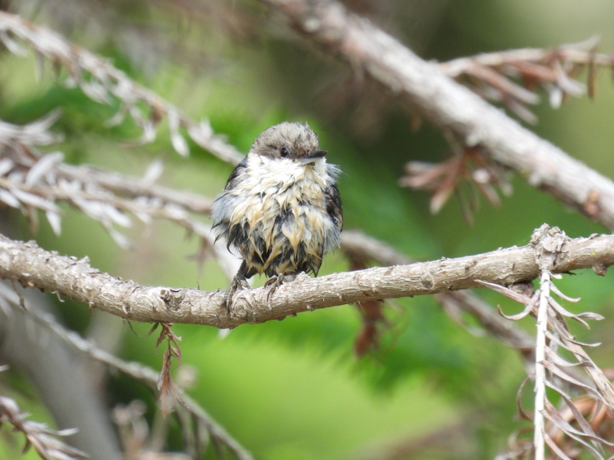 Pygmy Nuthatch - ML619554367