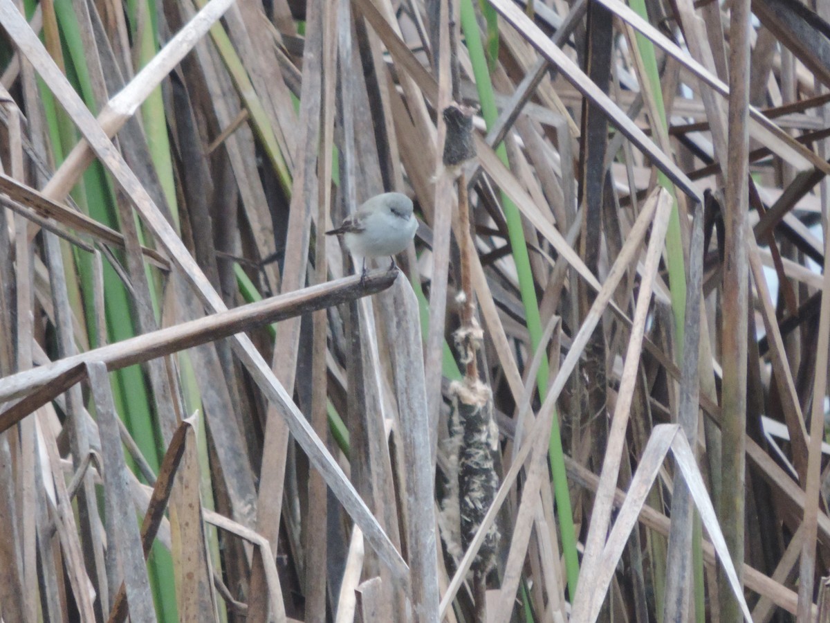 Sooty Tyrannulet - ML619554372