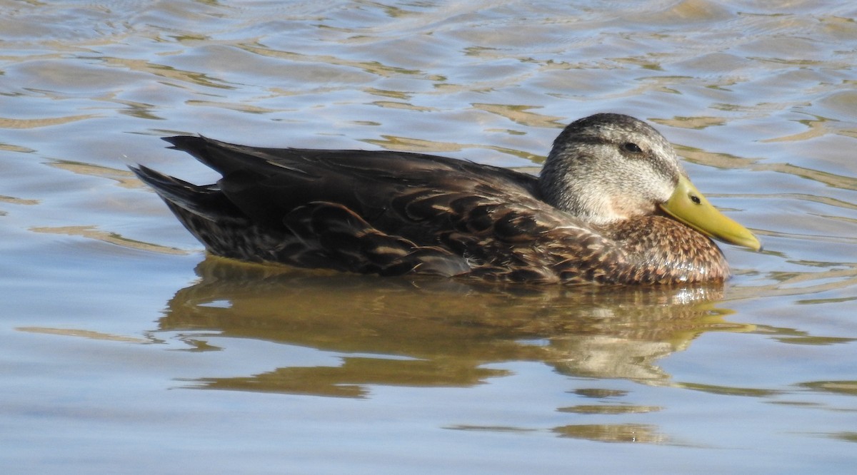 Mexican Duck - Brian Nicholas