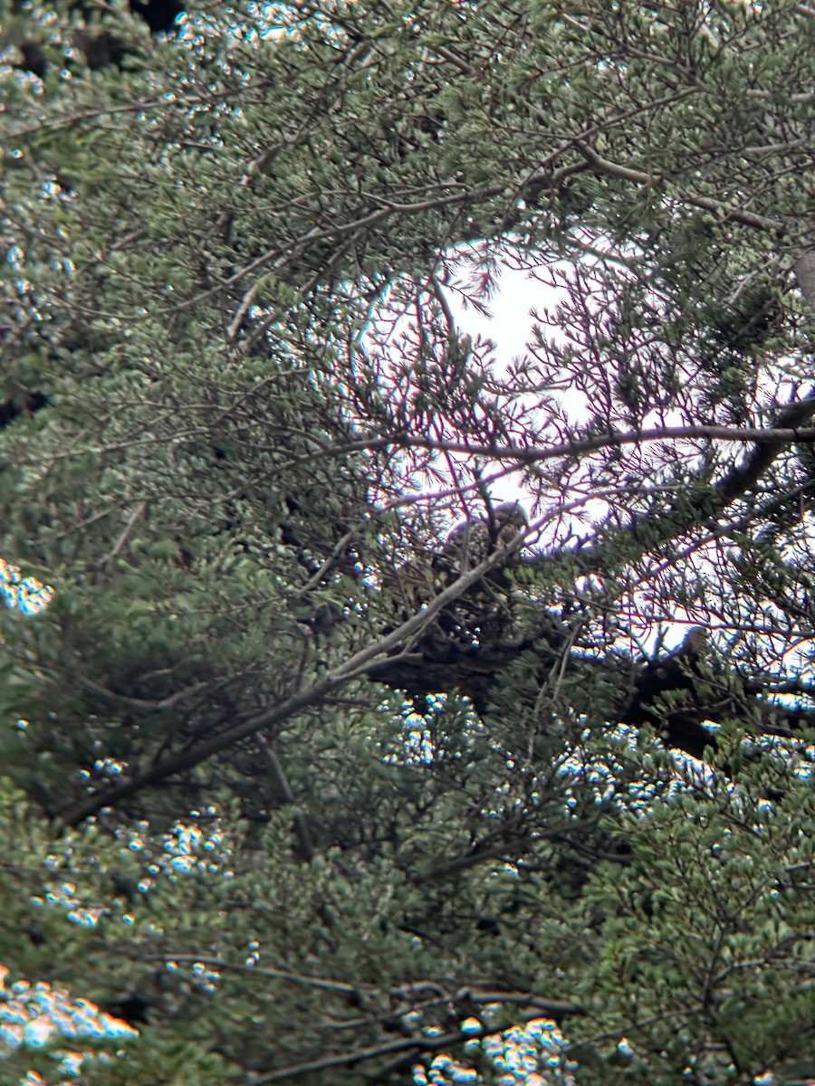 Red-shouldered Hawk - Samuel Lauda