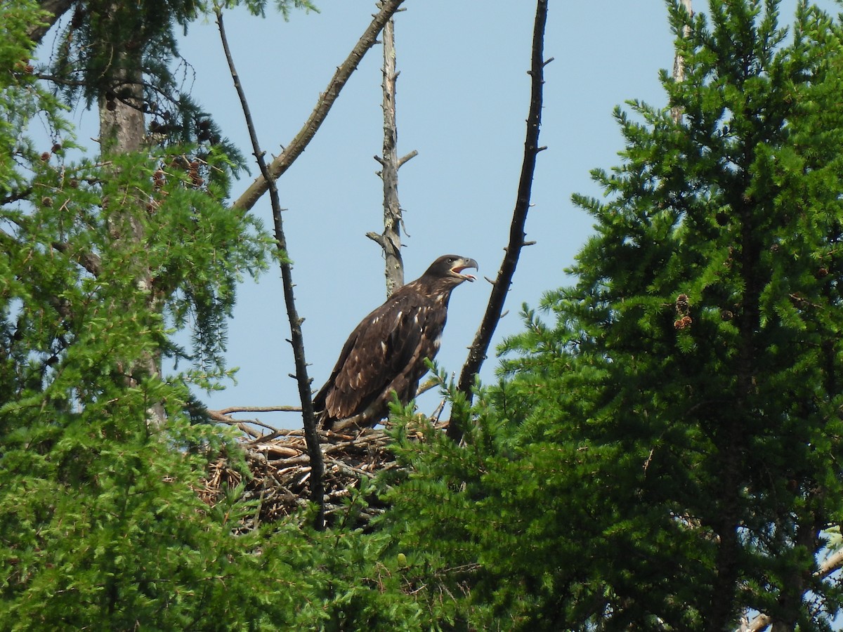 Bald Eagle - Irene Cody