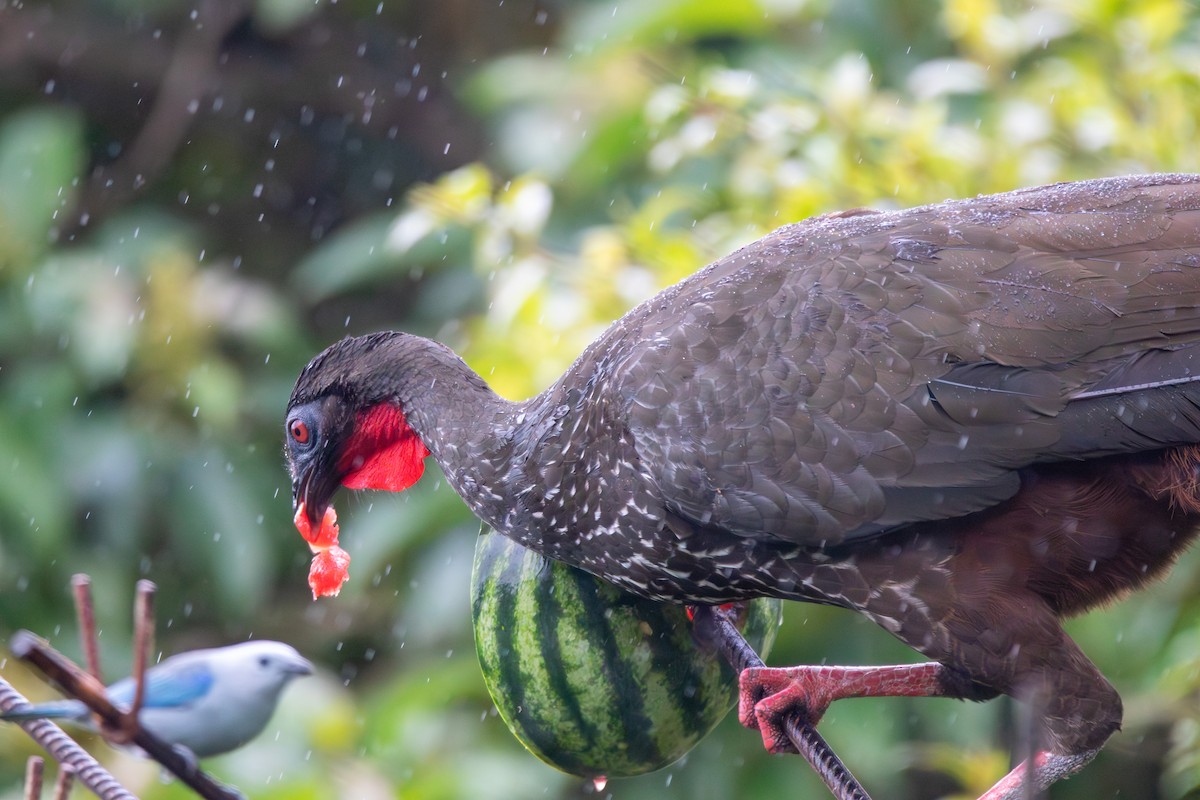 Crested Guan - Matt Fischer