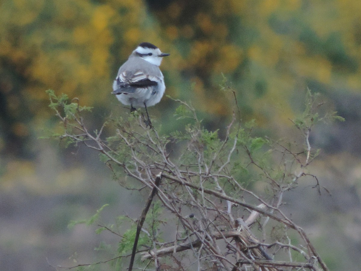 Black-crowned Monjita - ML619554383