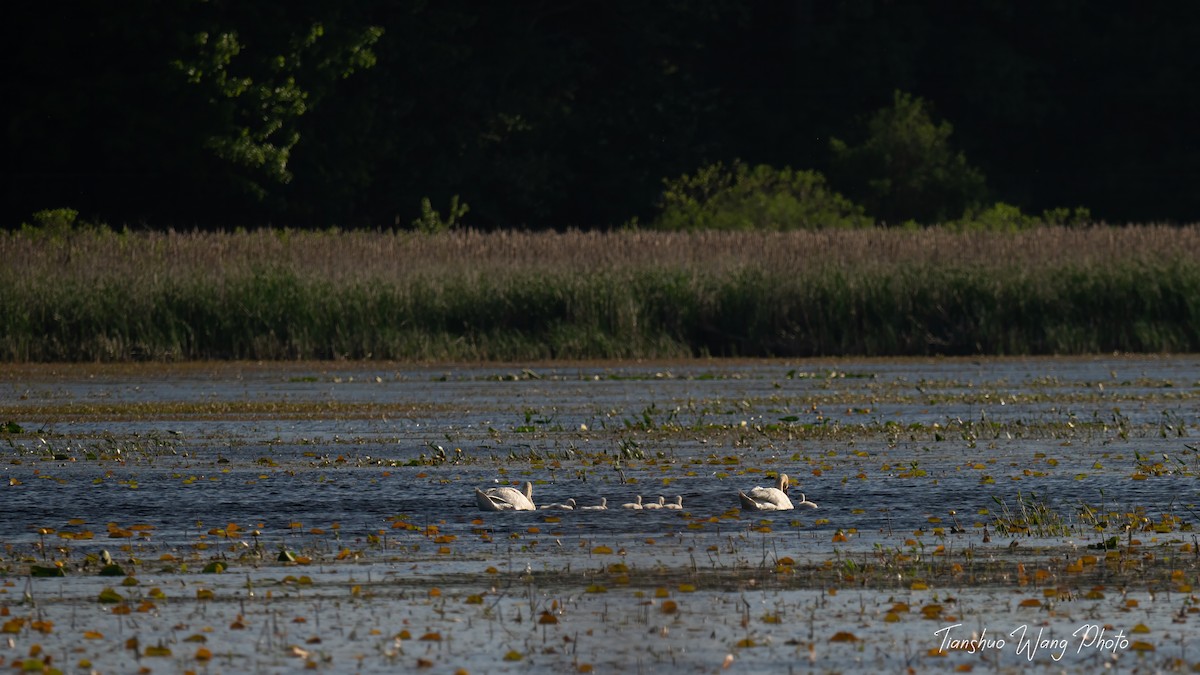 Mute Swan - Tianshuo Wang