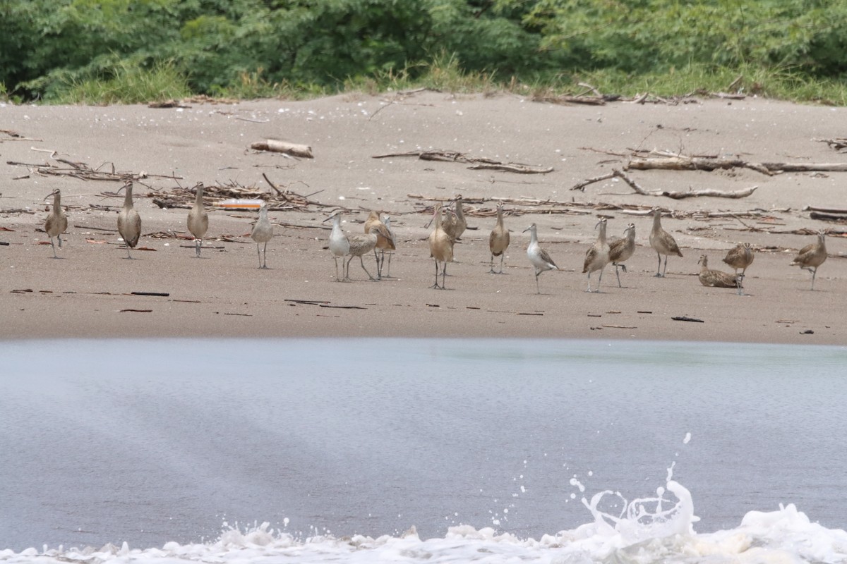 Whimbrel - Oliver  Komar