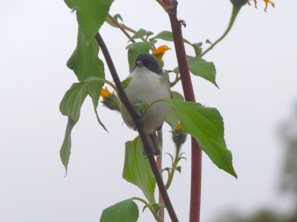 Black-capped Warbling Finch - Nazareno Yunes Del Carlo