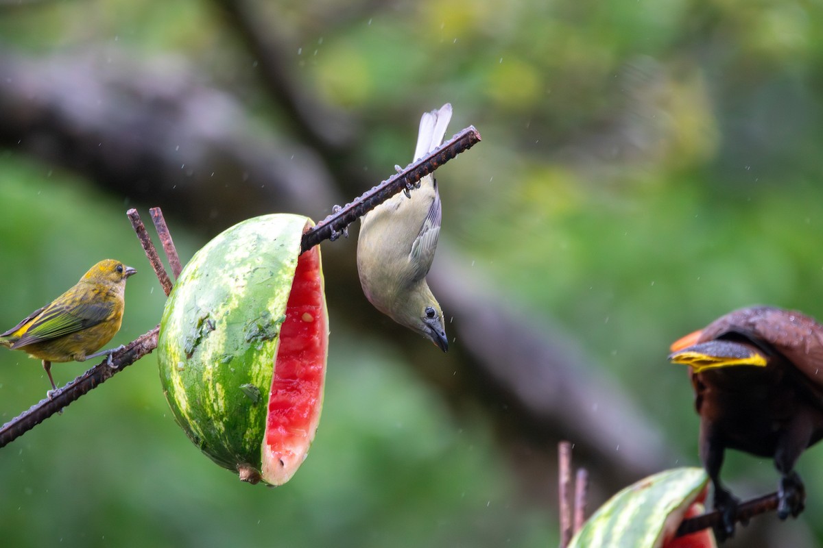 Palm Tanager - Matt Fischer