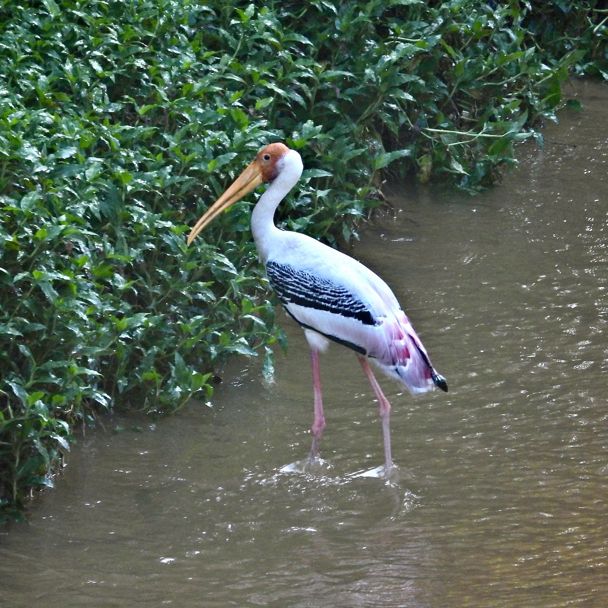 Painted Stork - Alisha Tay