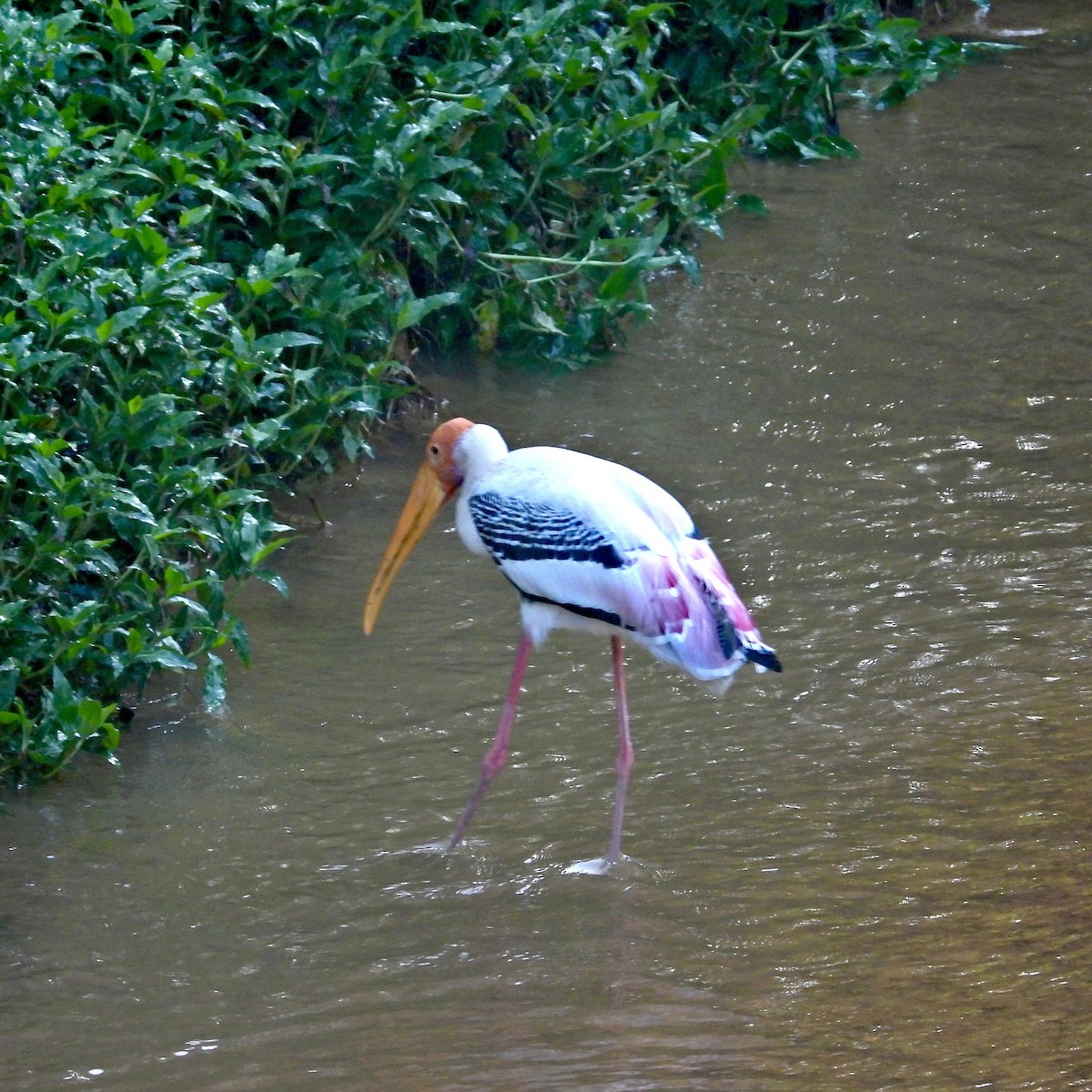 Painted Stork - Alisha Tay