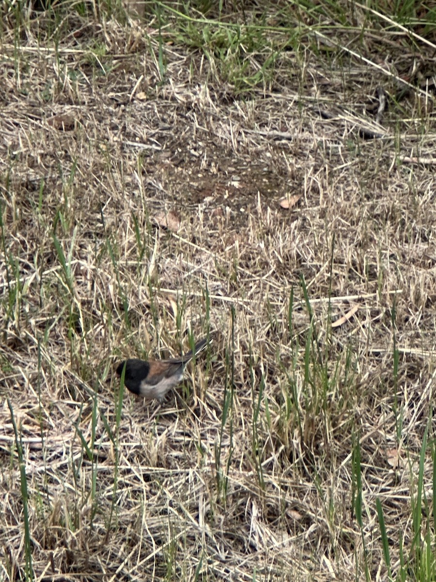 Dark-eyed Junco - Samuel Lauda