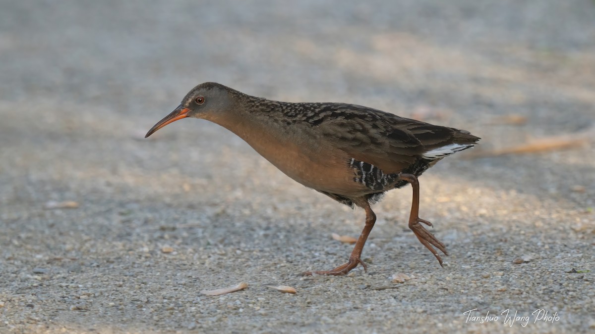 Virginia Rail - Tianshuo Wang