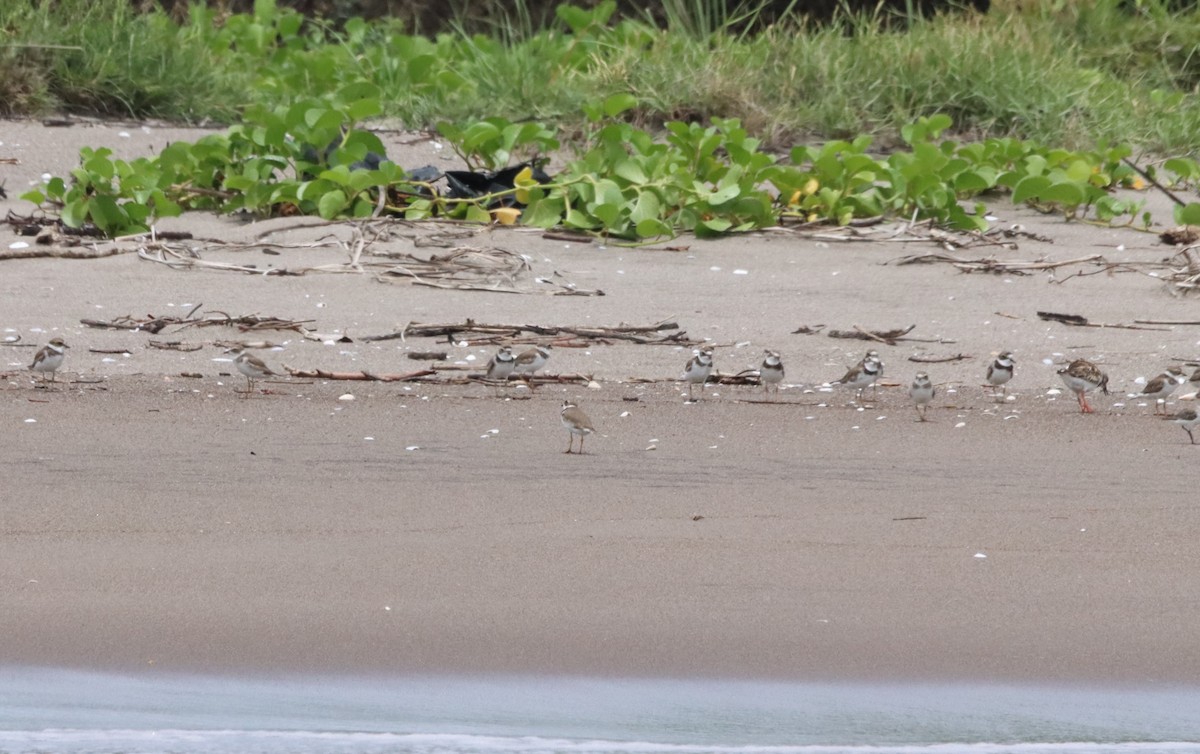 Semipalmated Plover - Oliver  Komar