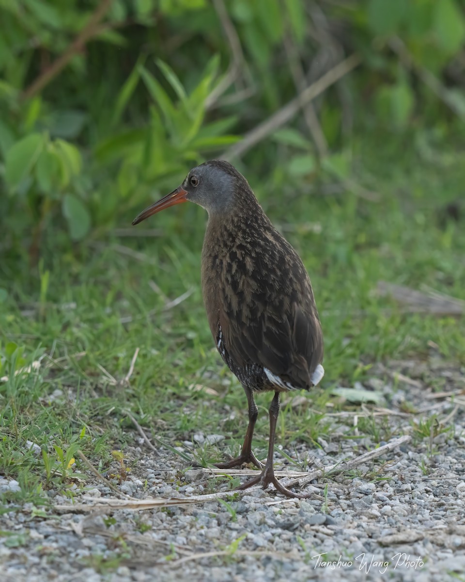 Virginia Rail - Tianshuo Wang