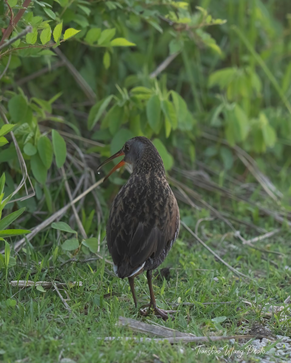 Virginia Rail - Tianshuo Wang