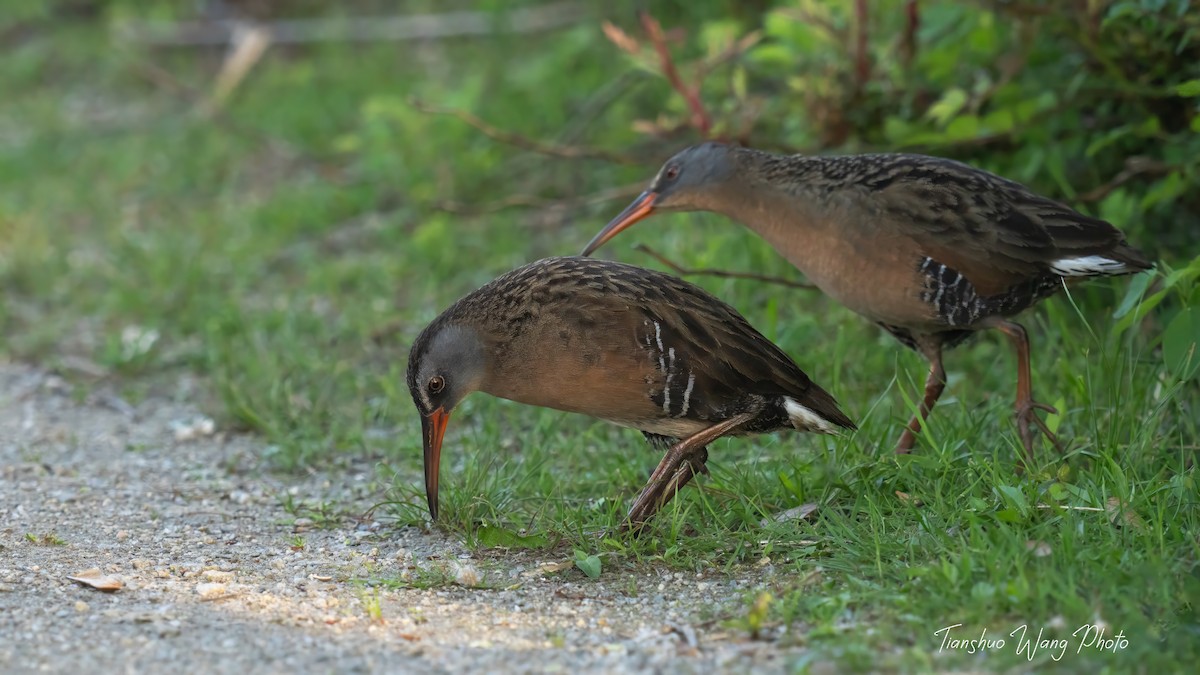 Virginia Rail - Tianshuo Wang