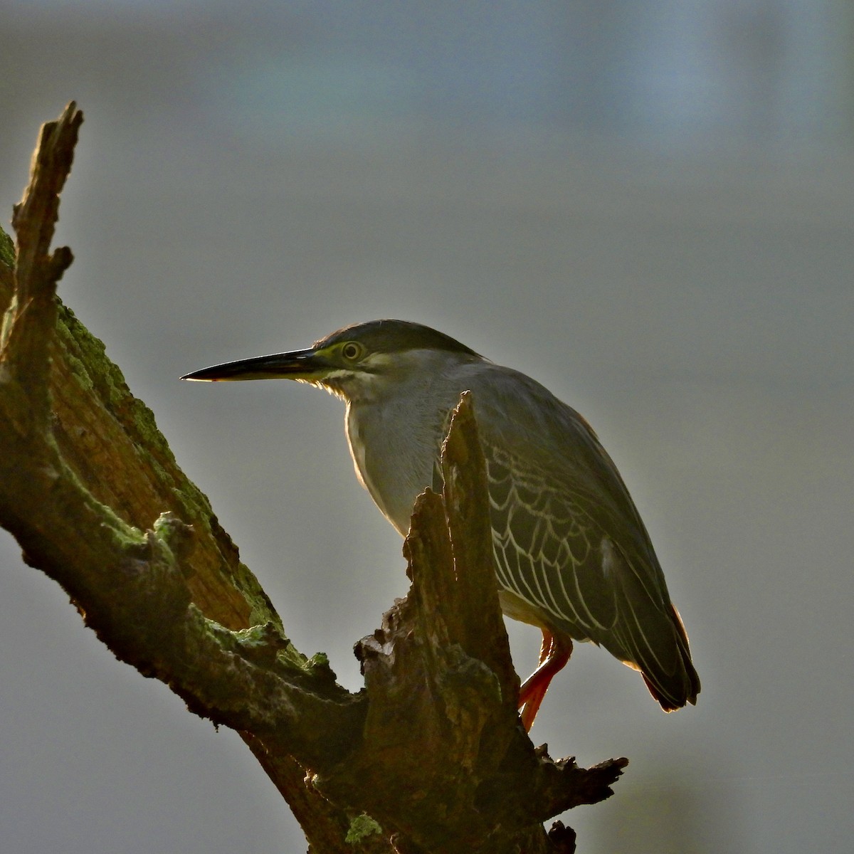 Striated Heron - Alisha Tay