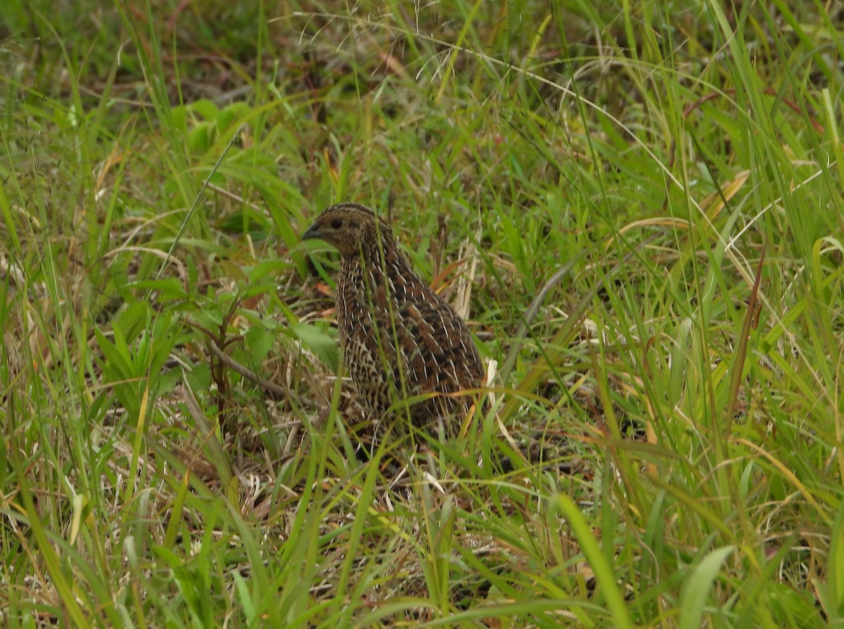 Brown Quail - David Flumm