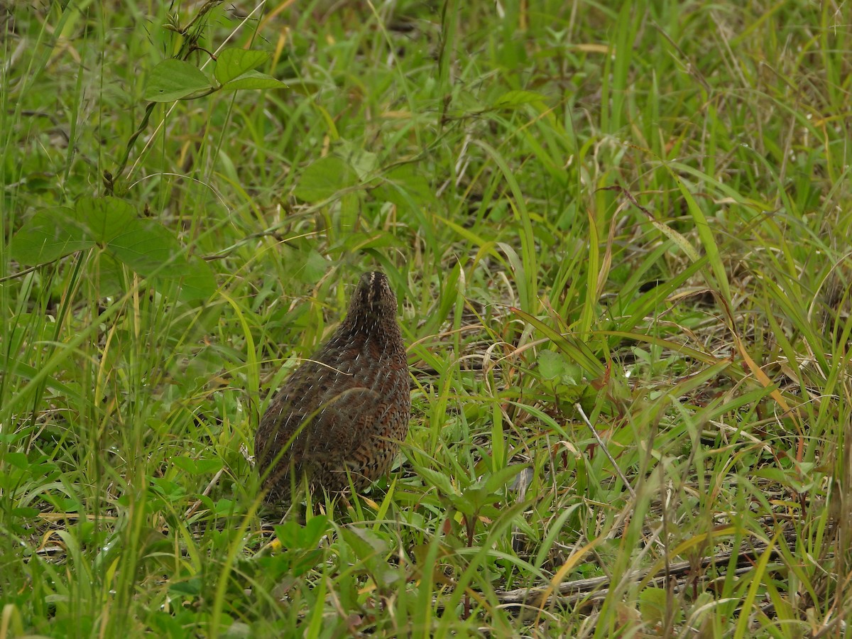 Brown Quail - ML619554437