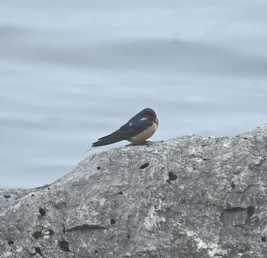 Tree Swallow - Nicolle and H-Boon Lee