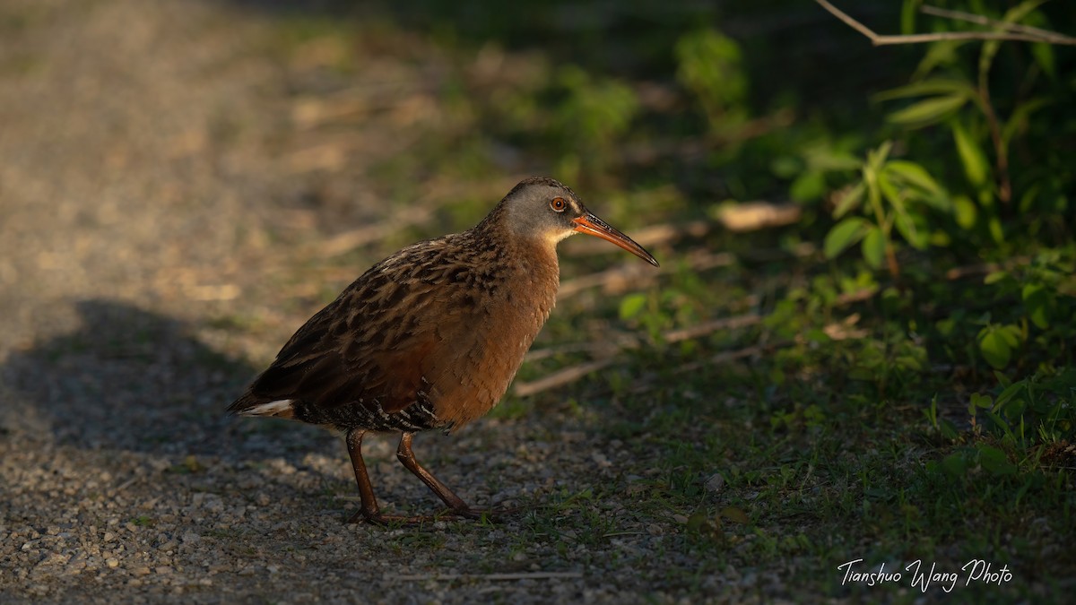 Virginia Rail - Tianshuo Wang