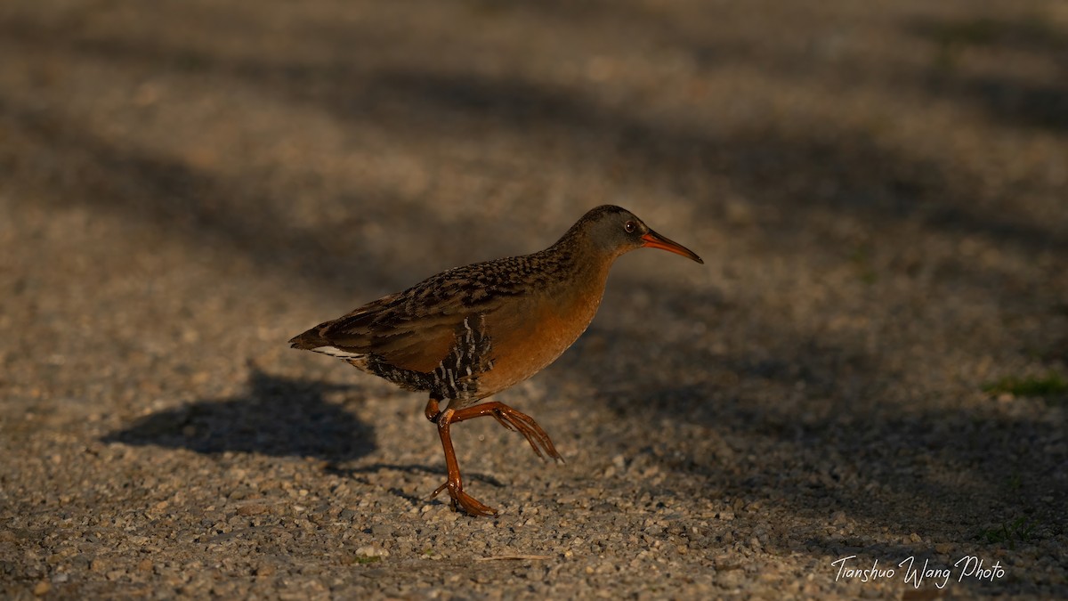 Virginia Rail - Tianshuo Wang