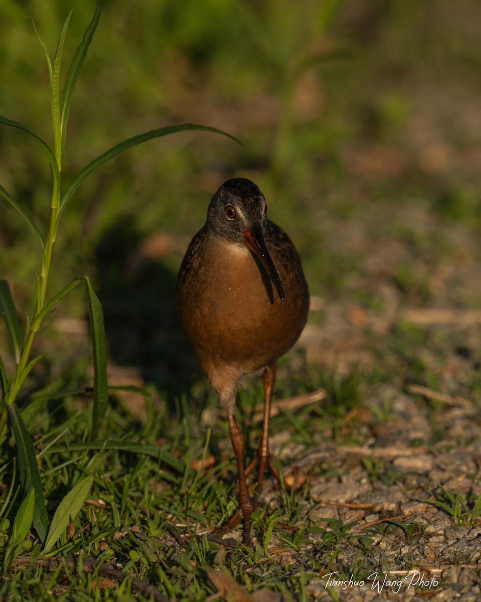 Virginia Rail - Tianshuo Wang