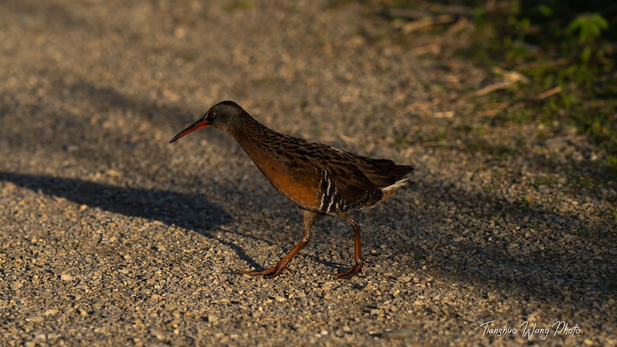 Virginia Rail - Tianshuo Wang