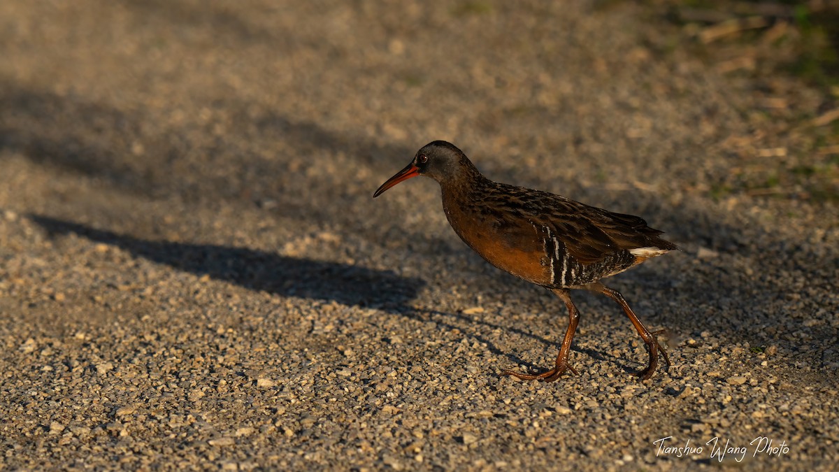 Virginia Rail - Tianshuo Wang