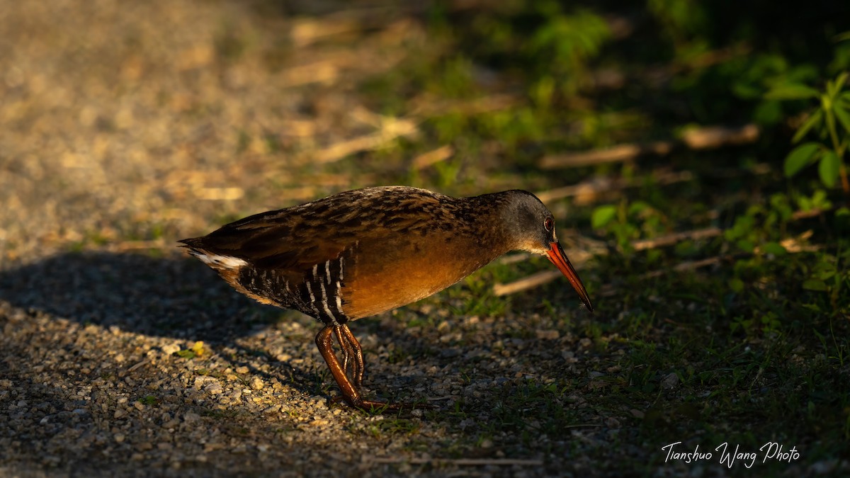 Virginia Rail - Tianshuo Wang