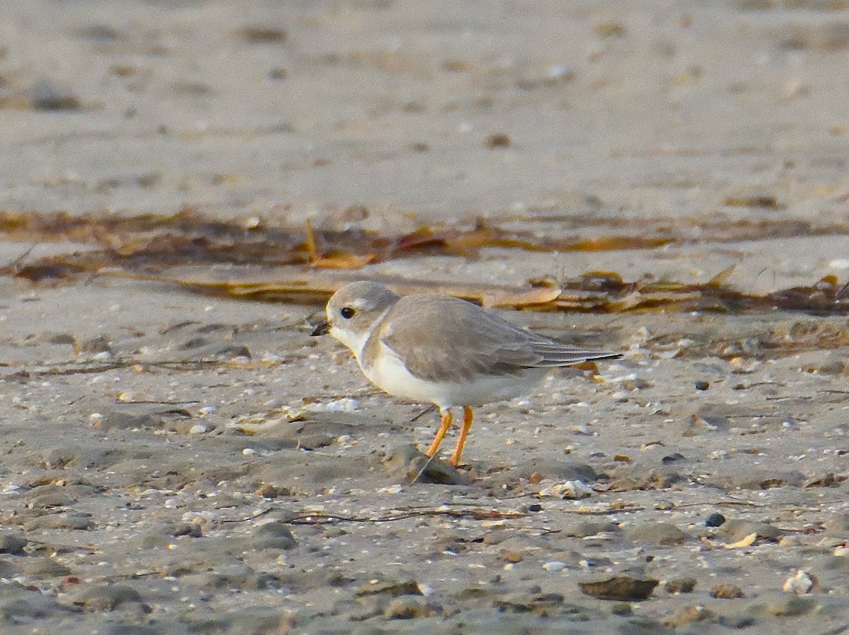 Piping Plover - Lynn & Dale Mason