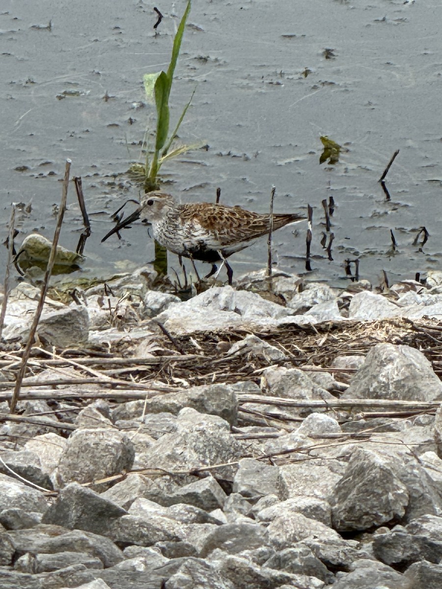 Dunlin - Laura F