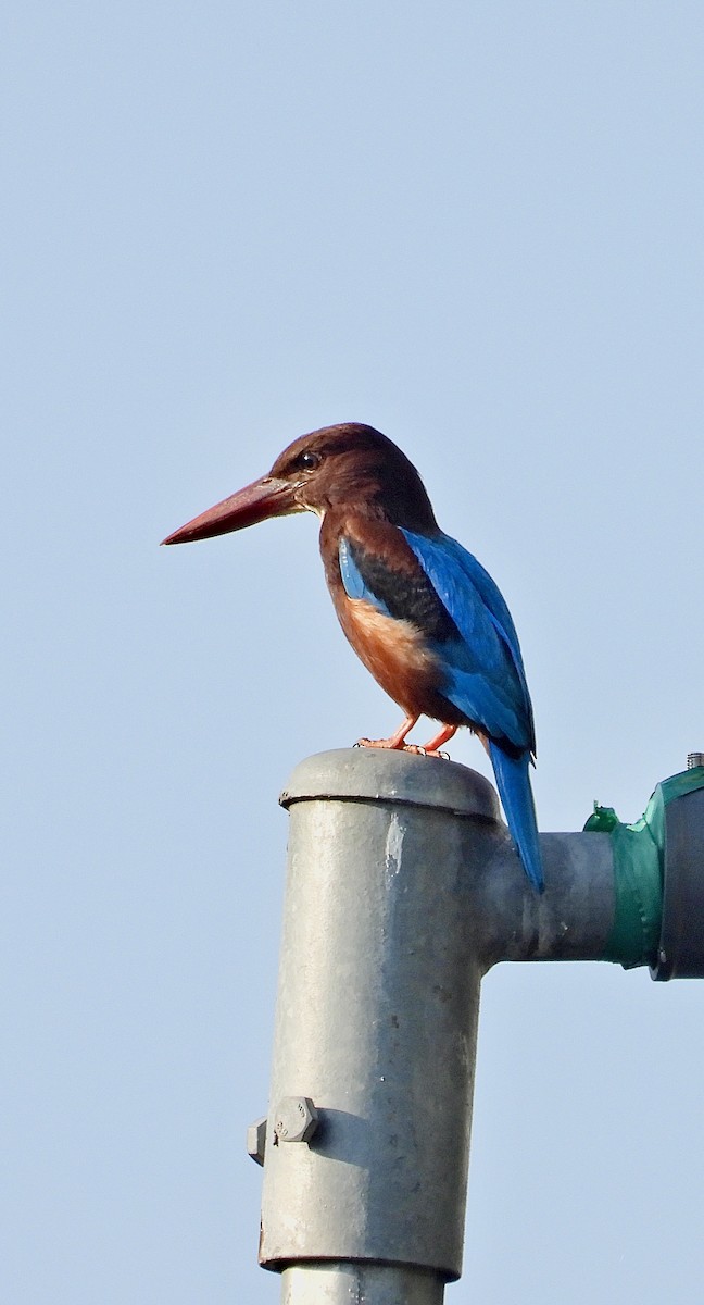 White-throated Kingfisher - Alisha Tay