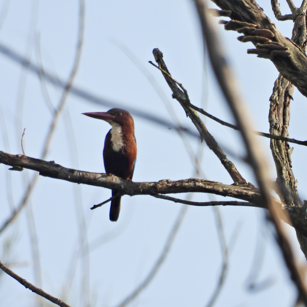 White-throated Kingfisher - Alisha Tay