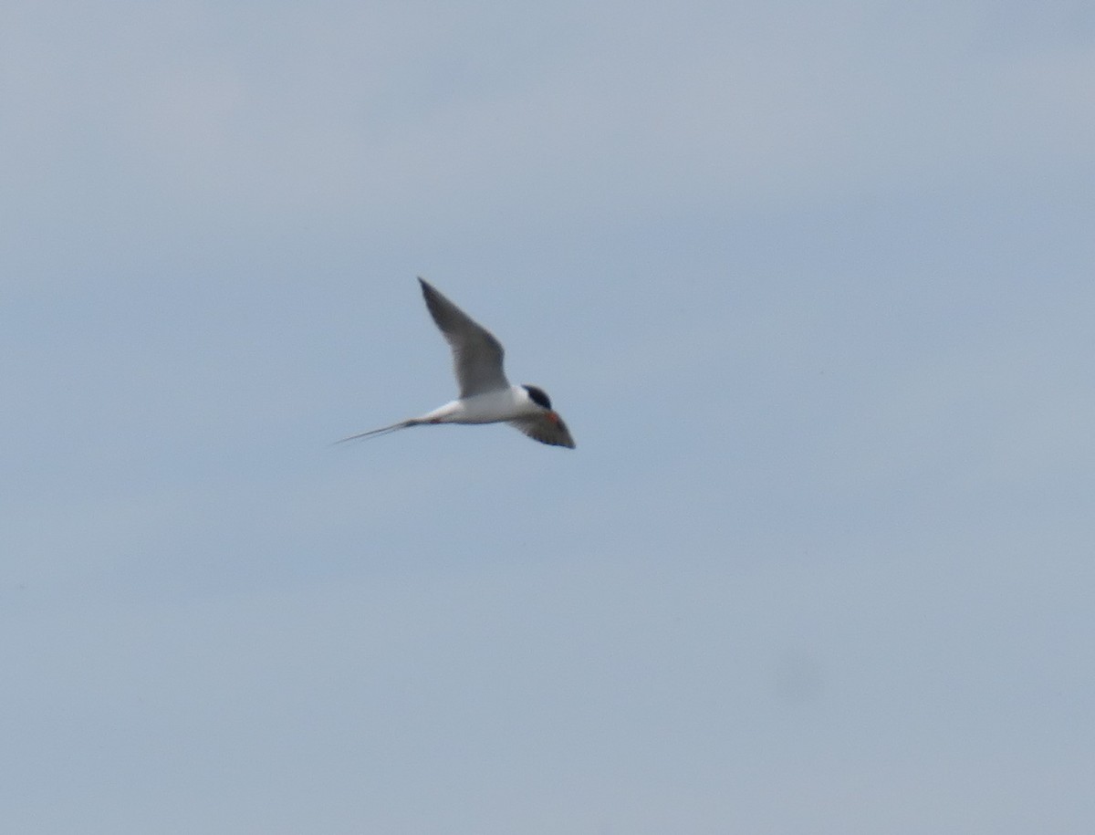 Forster's Tern - Pam Otley