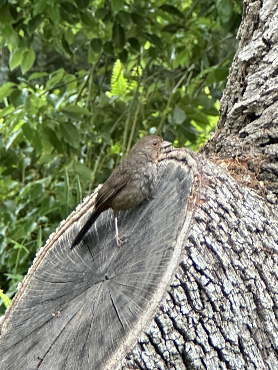 California Towhee - Samuel Lauda