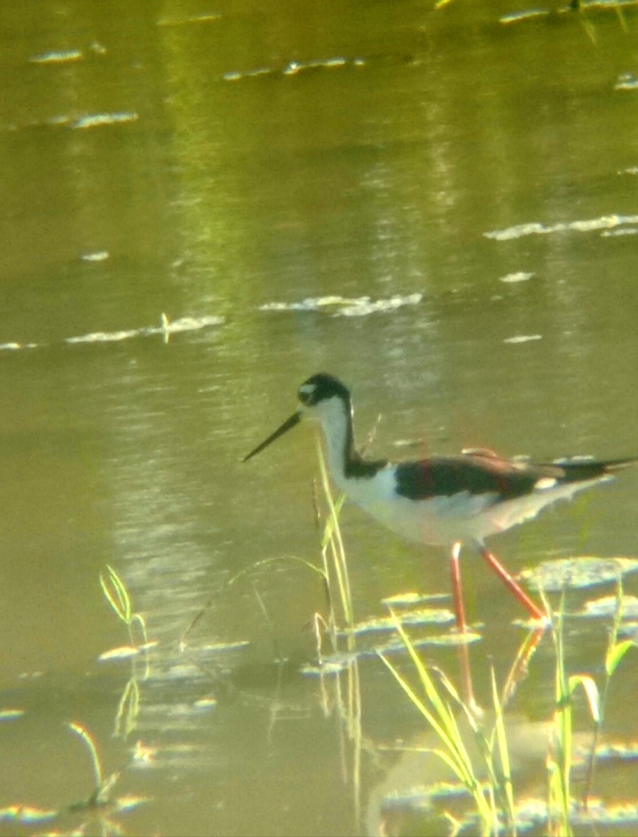 Black-necked Stilt - Darien Piña Davila