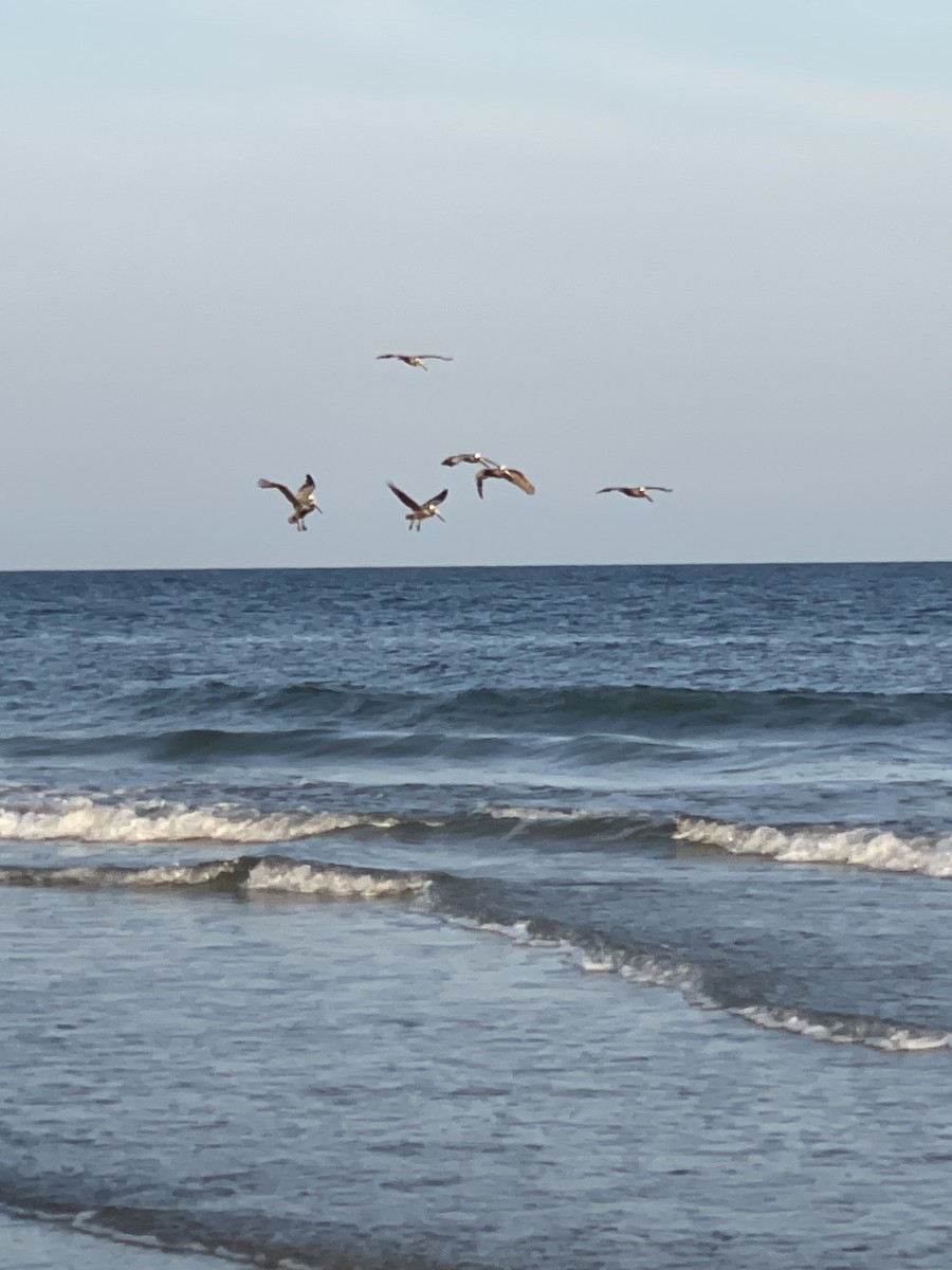 Brown Pelican - Leigh Fletcher