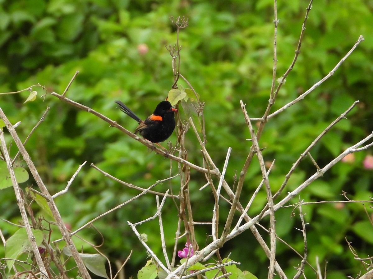 Red-backed Fairywren - David Flumm